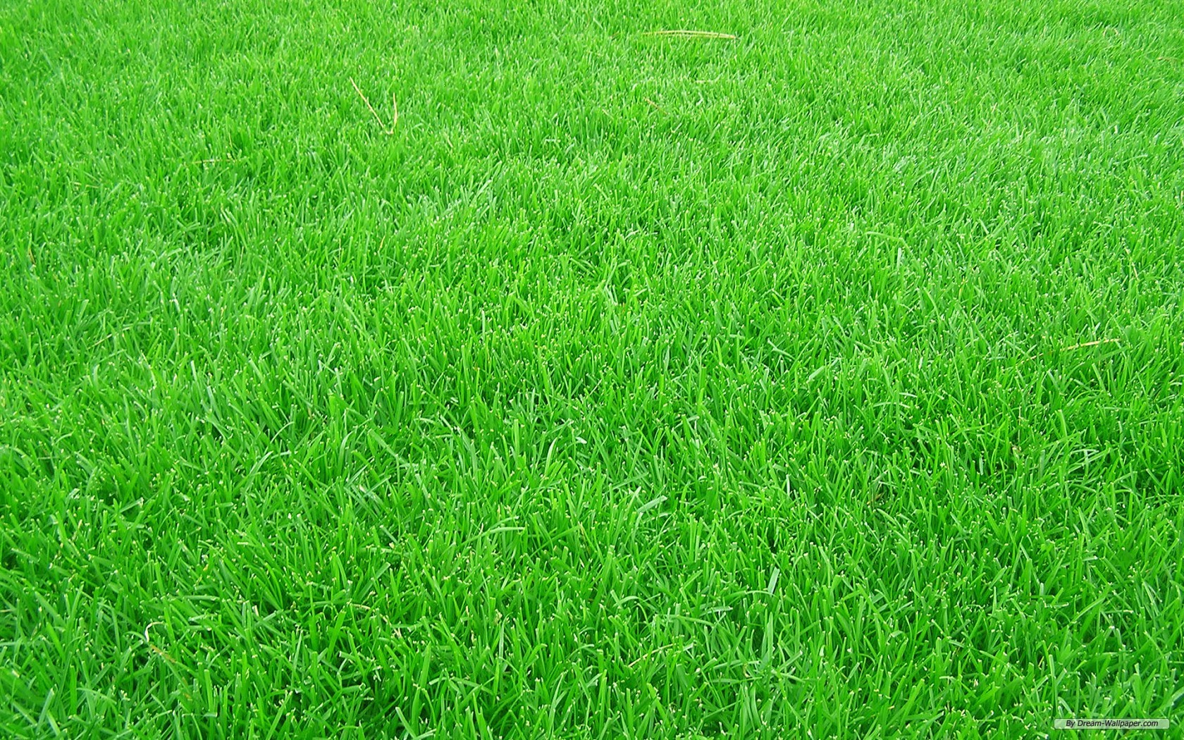 grass1.jpg - Princeton University Polo Club